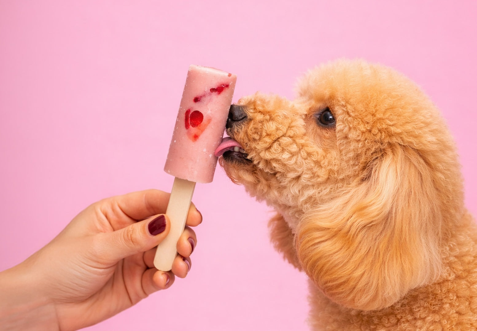 Dog Treats
